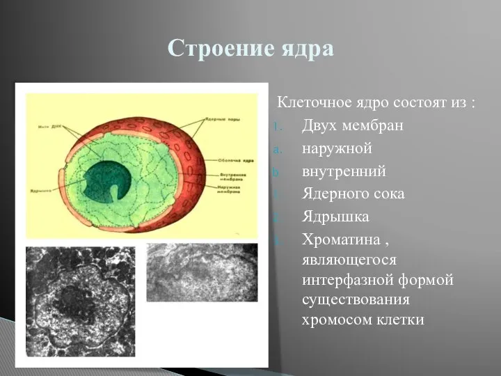 Клеточное ядро состоят из : Двух мембран наружной внутренний Ядерного сока