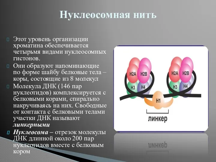 Этот уровень организации хроматина обеспечивается четырьмя видами нуклеосомных гистонов. Они образуют