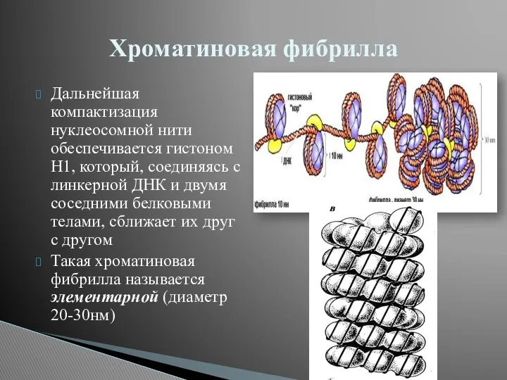 Дальнейшая компактизация нуклеосомной нити обеспечивается гистоном Н1, который, соединяясь с линкерной