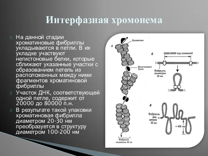 На данной стадии хроматиновые фибриллы укладываются в петли. В их укладке