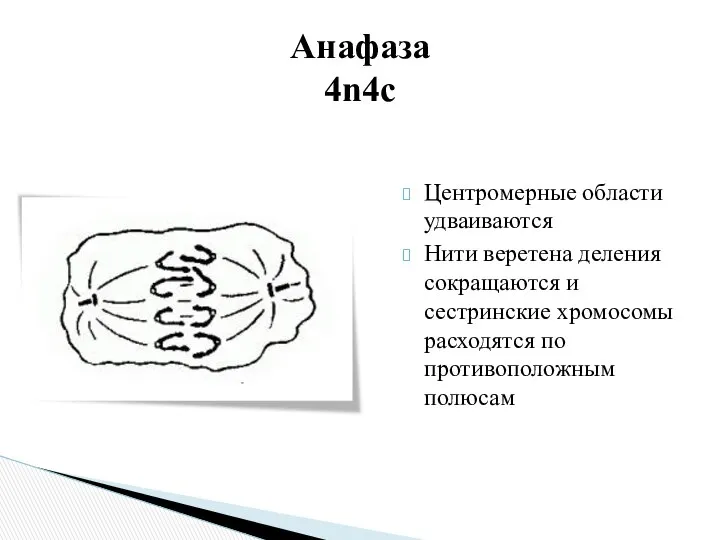 Центромерные области удваиваются Нити веретена деления сокращаются и сестринские хромосомы расходятся по противоположным полюсам Анафаза 4n4c