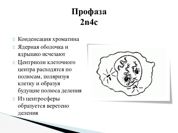 Конденсация хроматина Ядерная оболочка и ядрышко исчезают Центриоли клеточного центра расходятся