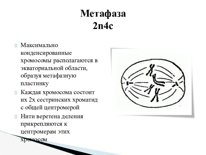 Максимально конденсированные хромосомы располагаются в экваториальной области, образуя метафазную пластинку Каждая