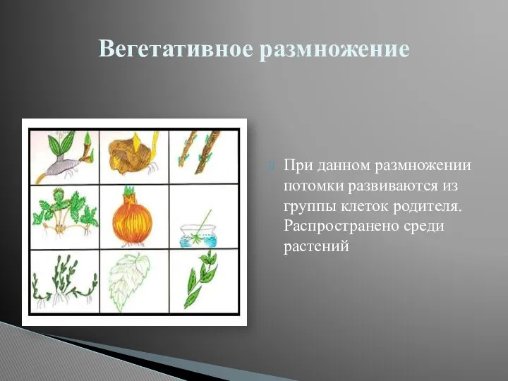 При данном размножении потомки развиваются из группы клеток родителя. Распространено среди растений Вегетативное размножение