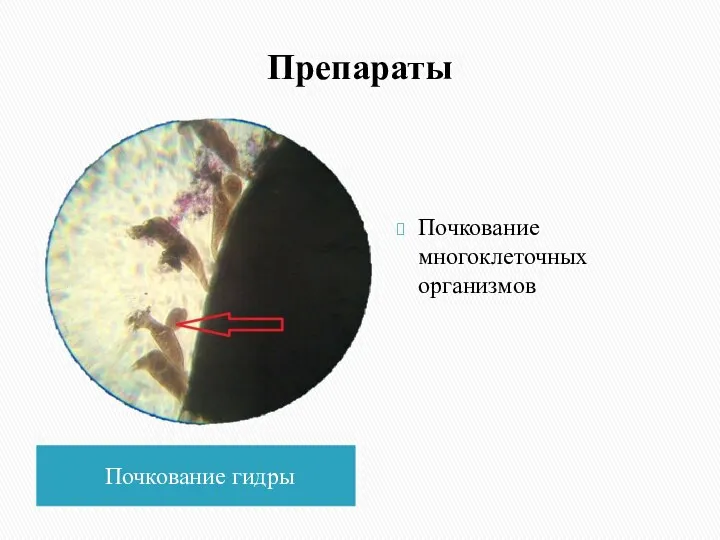 Препараты Почкование гидры Почкование многоклеточных организмов