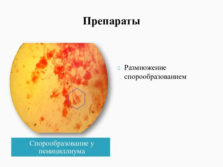 Препараты Спорообразование у пенициллиума Размножение спорообразованием