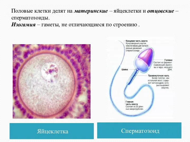 Половые клетки делят на материнские – яйцеклетки и отцовские – сперматозоиды.