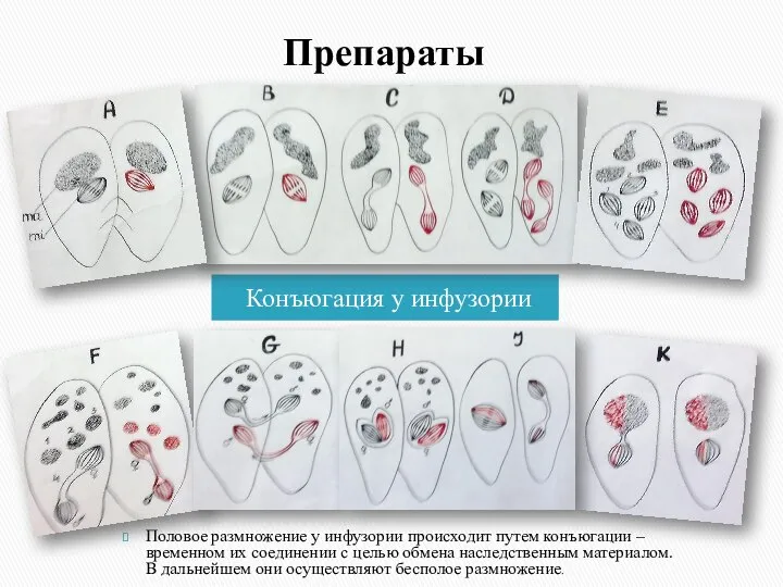 Препараты Конъюгация у инфузории Половое размножение у инфузории происходит путем конъюгации