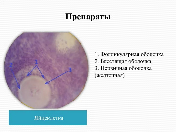 Препараты Яйцеклетка 1. Фолликулярная оболочка 2. Блестящая оболочка 3. Первичная оболочка (желточная)