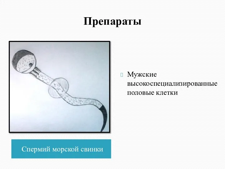 Препараты Спермий морской свинки Мужские высокоспециализированные половые клетки