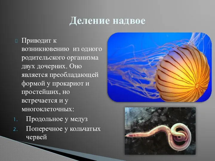 Приводит к возникновению из одного родительского организма двух дочерних. Оно является