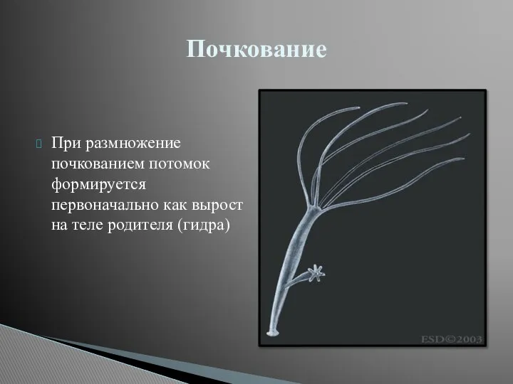 При размножение почкованием потомок формируется первоначально как вырост на теле родителя (гидра) Почкование