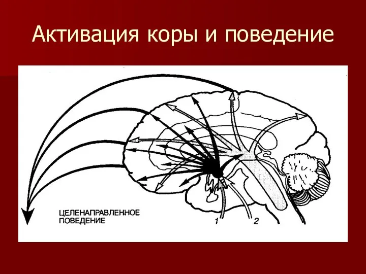 Активация коры и поведение