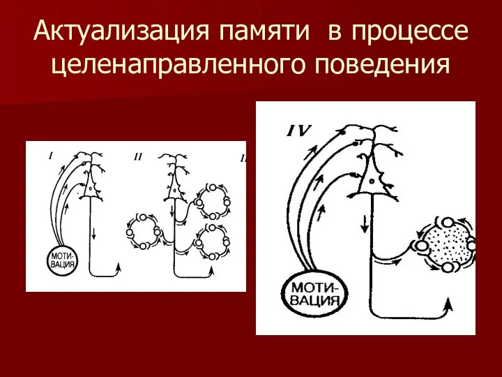 Актуализация памяти в процессе целенаправленного поведения