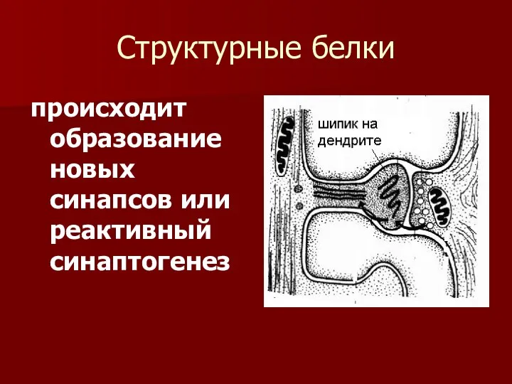 Структурные белки пpоисходит обpазование новых синапсов или pеактивный синаптогенез