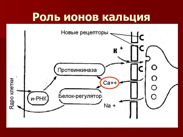 Роль ионов кальция