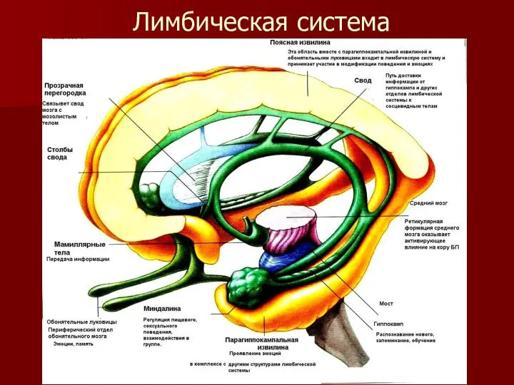 Лимбическая система