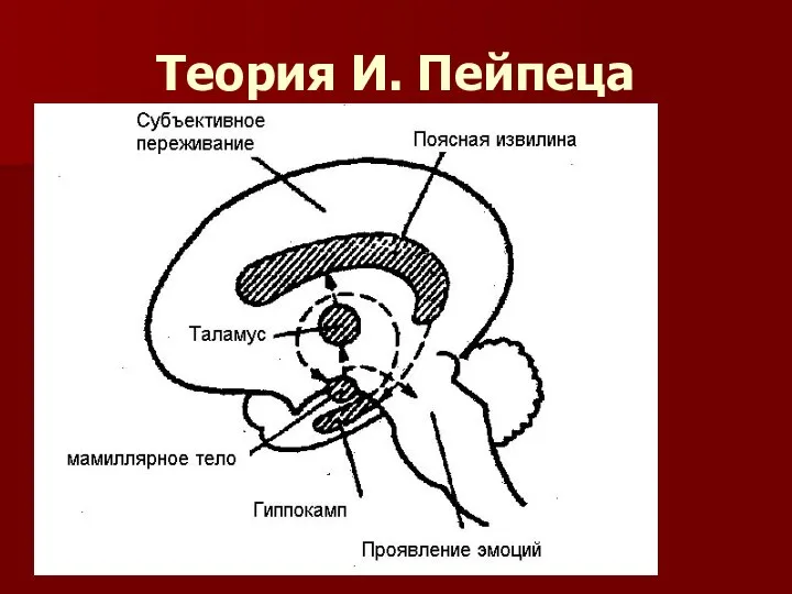 Теория И. Пейпеца