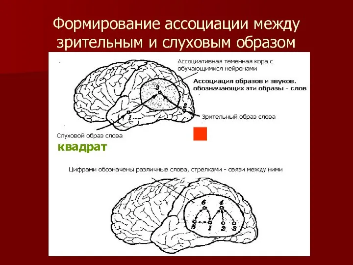 Формирование ассоциации между зрительным и слуховым образом квадрат