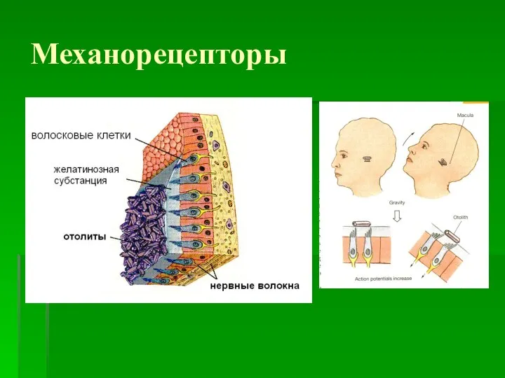 Механорецепторы