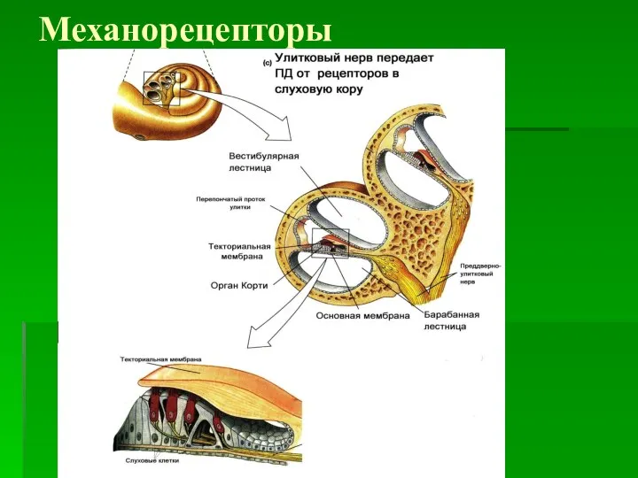 Механорецепторы