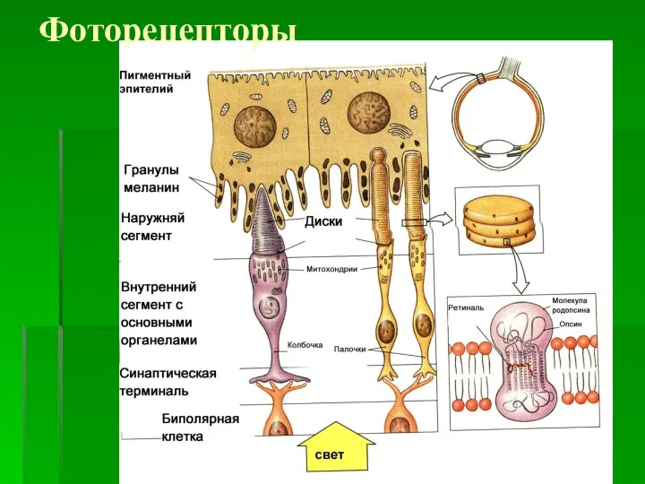 Фоторецепторы