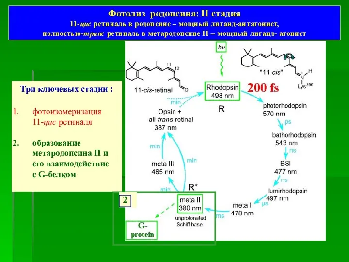 Три ключевых стадии : фотоизомеризация 11-цис ретиналя образование метародопсина II и