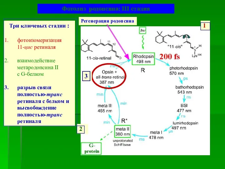 Три ключевых стадии : фотоизомеризация 11-цис ретиналя взаимодействие метародопсина II с