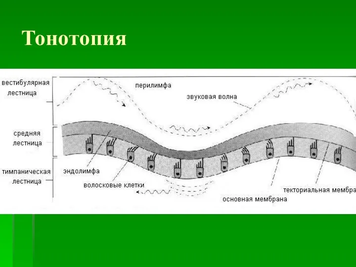 Тонотопия