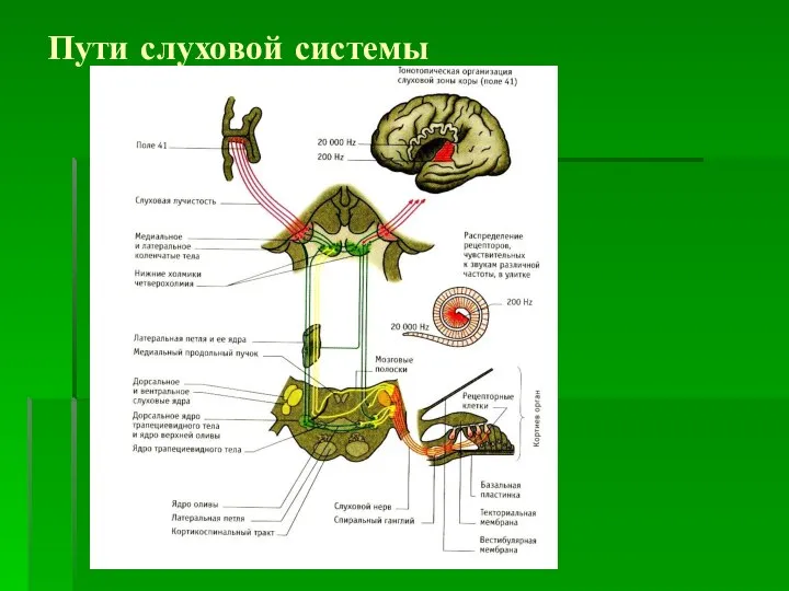 Пути слуховой системы