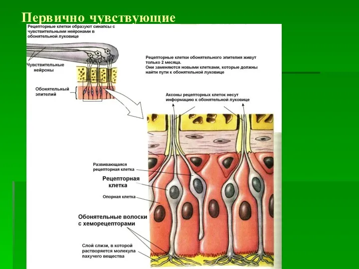 Первично чувствующие