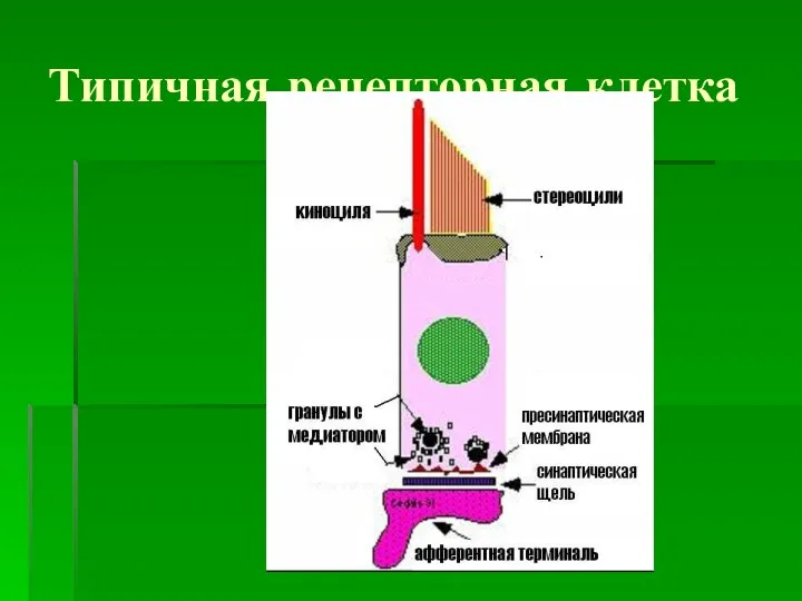 Типичная рецепторная клетка
