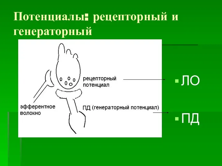 Потенциалы: рецепторный и генераторный ЛО ПД