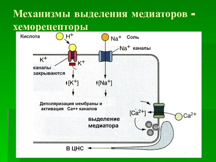 Механизмы выделения медиаторов -хеморецепторы