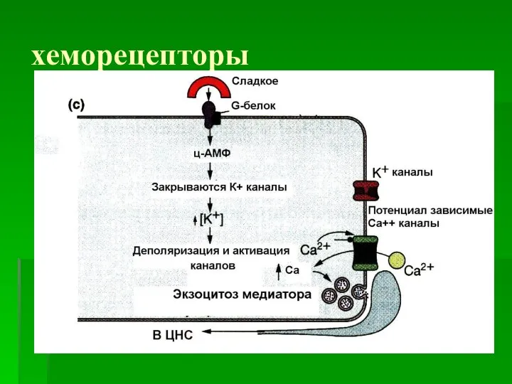 хеморецепторы