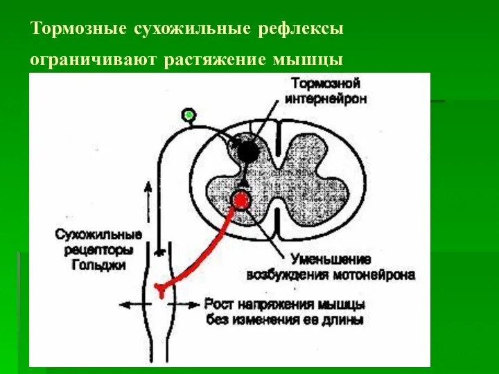 Тормозные сухожильные рефлексы ограничивают растяжение мышцы