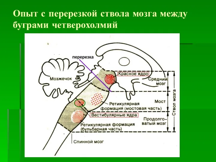 Опыт с перерезкой ствола мозга между буграми четверохолмий