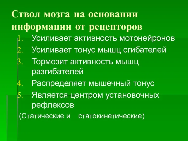 Ствол мозга на основании информации от рецепторов Усиливает активность мотонейронов Усиливает