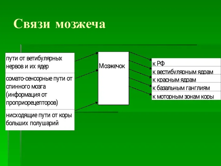 Связи мозжеча