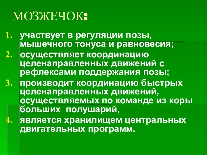 МОЗЖЕЧОК: участвует в регуляции позы, мышечного тонуса и равновесия; осуществляет координацию