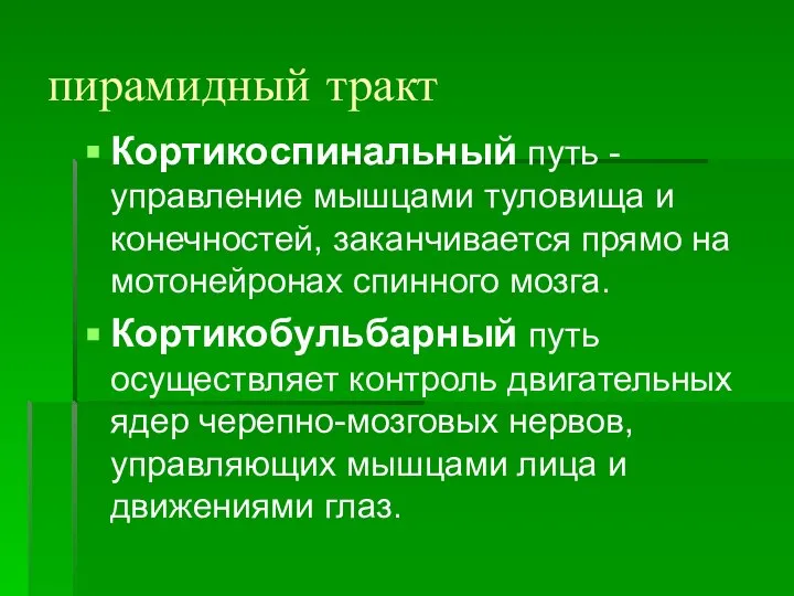 пирамидный тракт Кортикоспинальный путь - управление мышцами туловища и конечностей, заканчивается