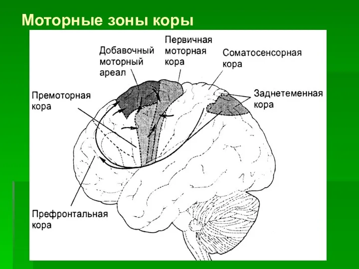 Моторные зоны коры