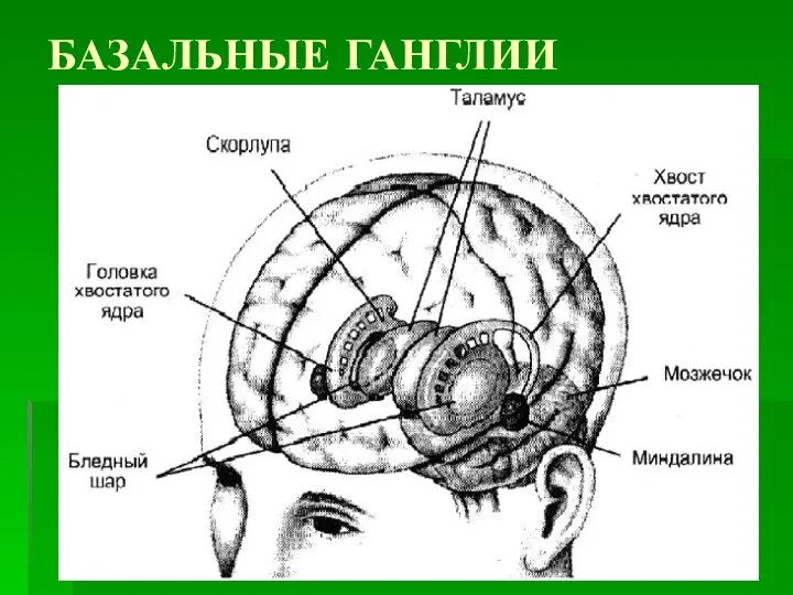 БАЗАЛЬНЫЕ ГАНГЛИИ