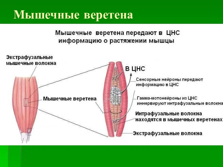 Мышечные веретена