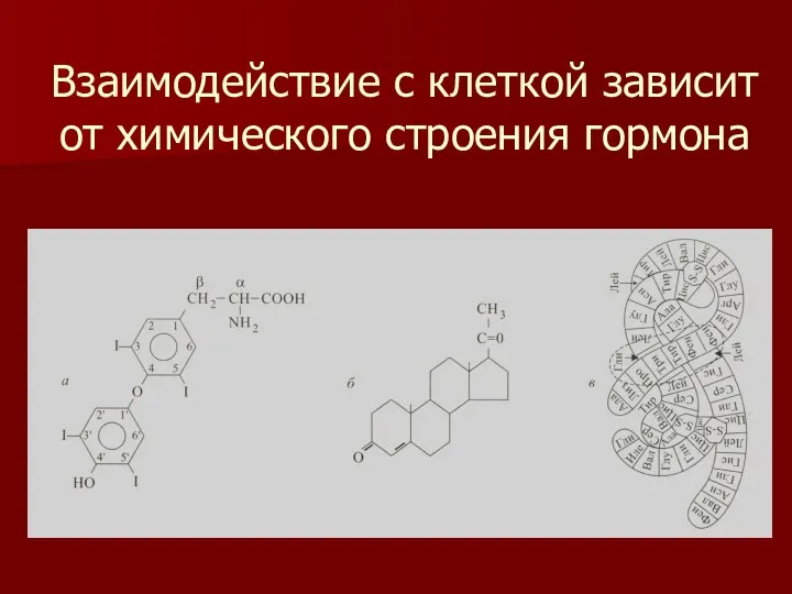 Взаимодействие с клеткой зависит от химического строения гормона