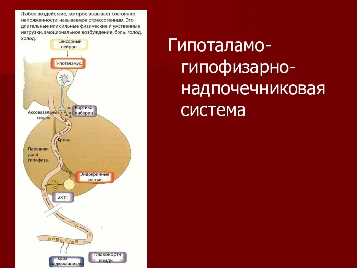 Гипоталамо-гипофизарно-надпочечниковая система