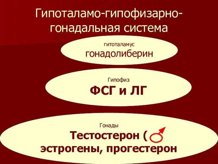 гитоталамус гонадолиберин Гипофиз ФСГ и ЛГ Гонады Тестостерон ( эстрогены, прогестерон Гипоталамо-гипофизарно-гонадальная система