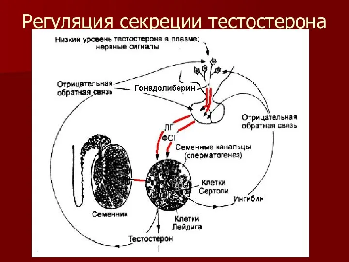 Регуляция секреции тестостерона