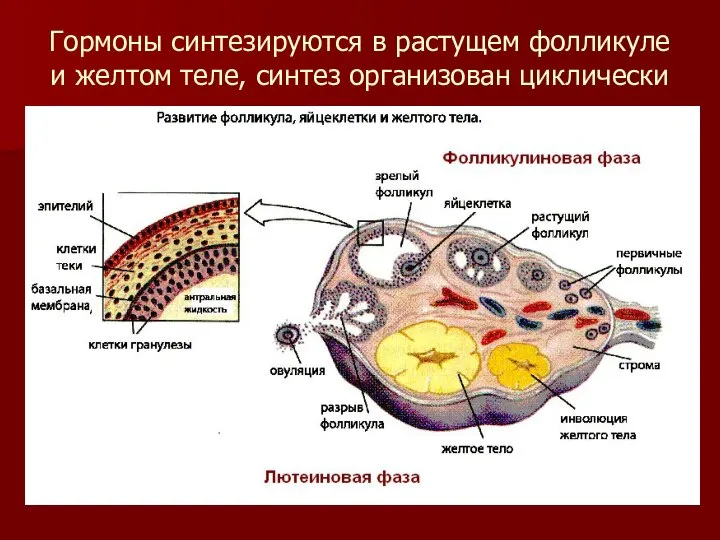 Гормоны синтезируются в растущем фолликуле и желтом теле, синтез организован циклически