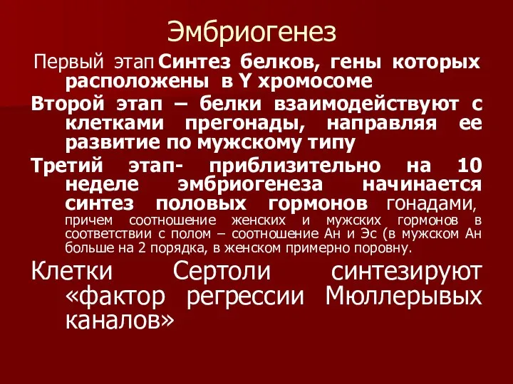 Эмбриогенез Первый этап Синтез белков, гены которых расположены в Y хромосоме